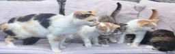 Domestic Shorthair cats for sale: 5 beautiful coloured kittens - Advert 12