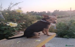 Mixed Breed dogs for adoption: Small dog been abandoned 🚨  in Hengoed - Image 4