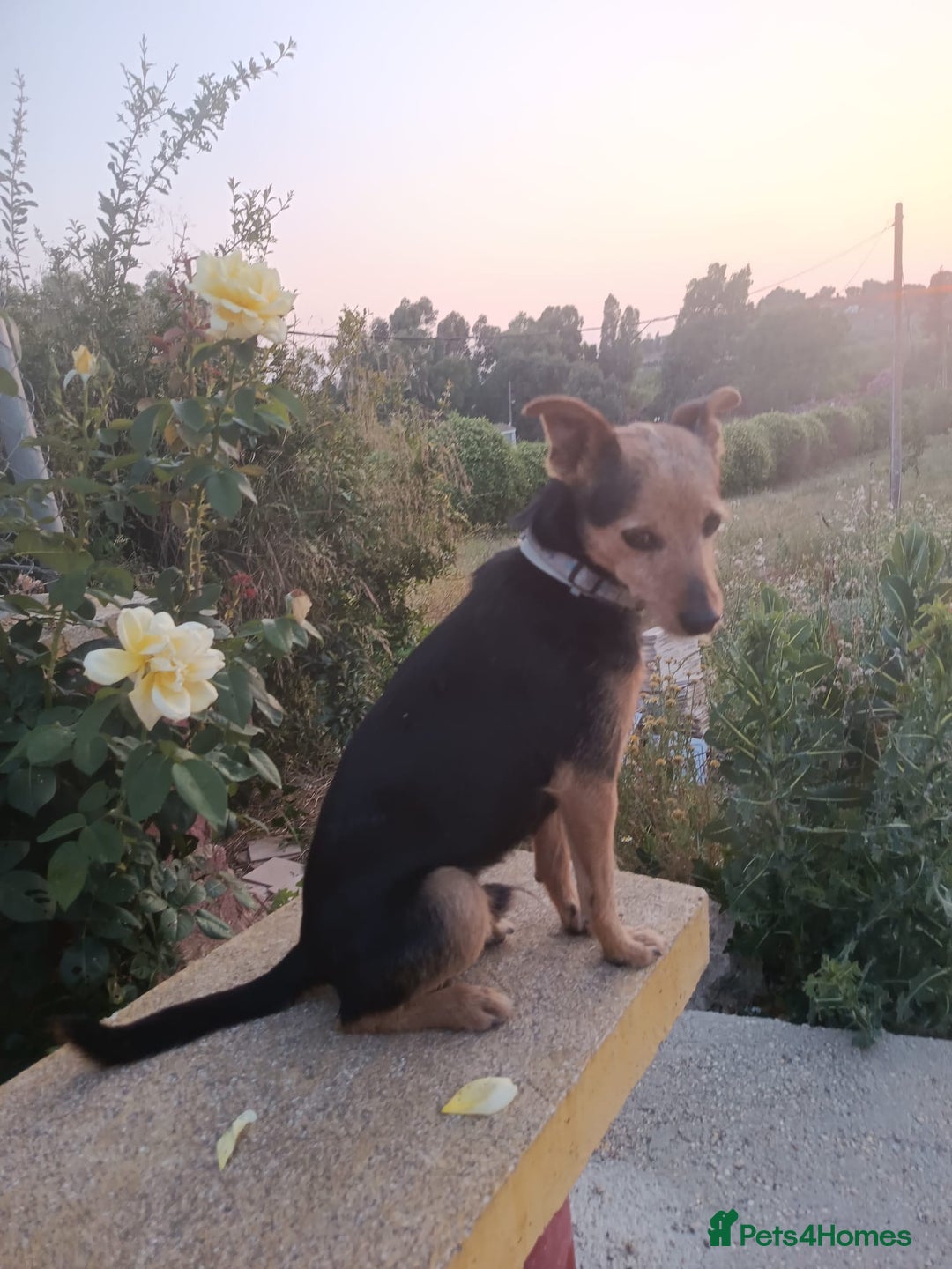 Mixed Breed dogs for adoption: Small dog been abandoned 🚨  in Hengoed - Image 4