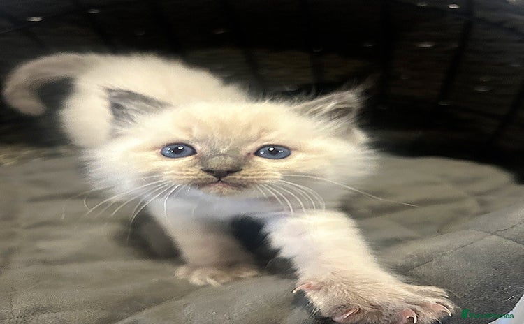 Ragdoll cats - Advert 1