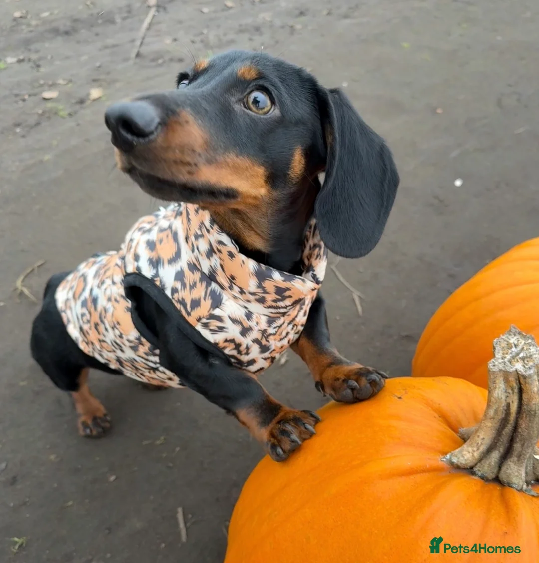 Dachshund dogs for sale: Arlo  in Skelmersdale - Advert 1
