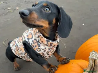 Dachshund dogs Arlo - Advert 1