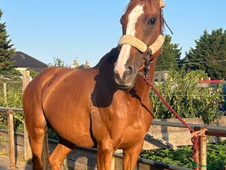 English Thoroughbred horses Annie tb ex racer - Advert 3