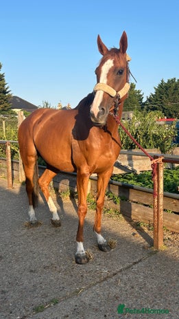 English Thoroughbred horses - Advert 2