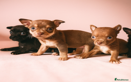 Chihuahua dogs for sale: Micro Chihuahua Puppies - Exceptional Lines - Image 21