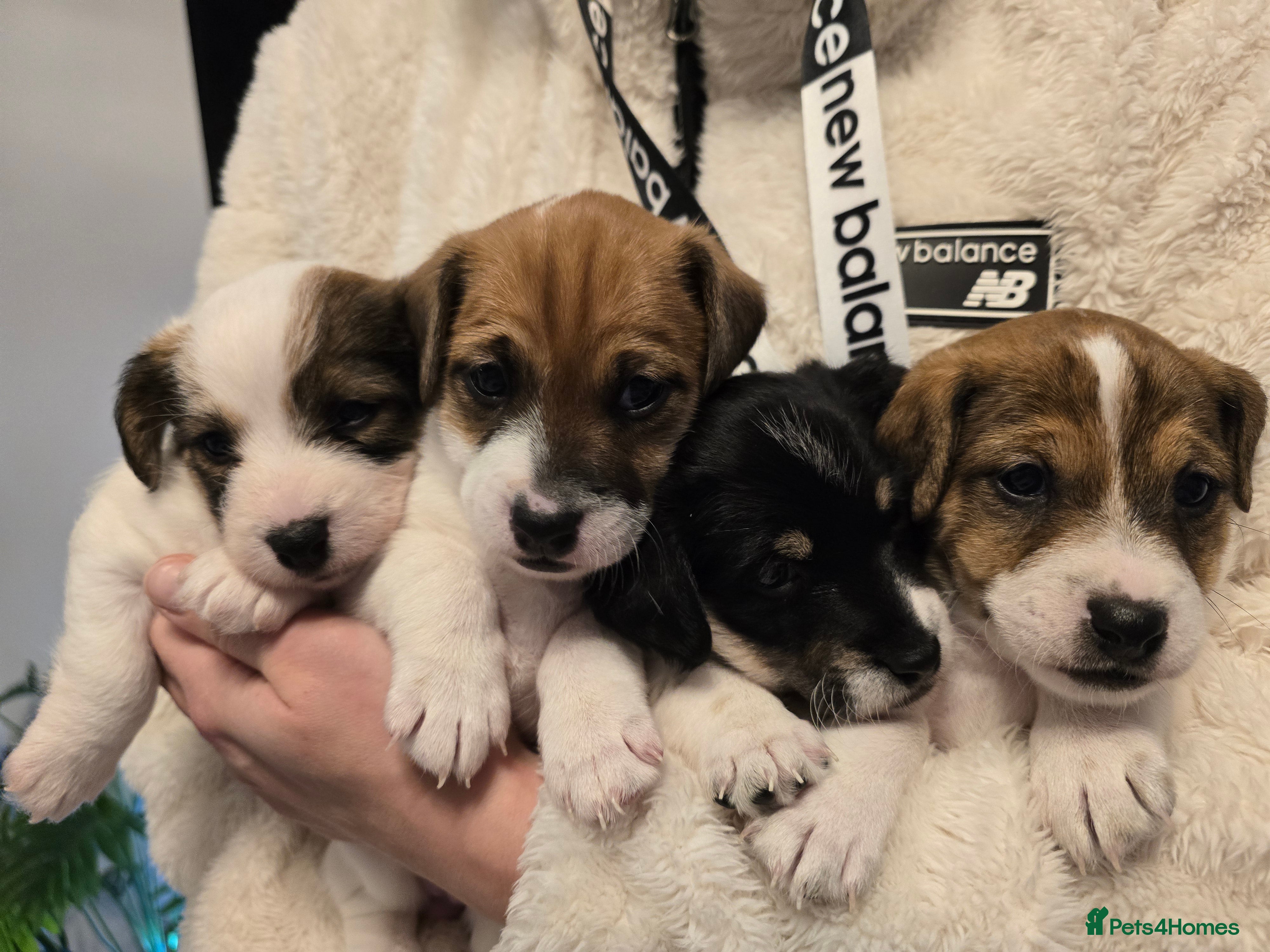 Mixed Breed dogs Five beautiful Jack Russel puppies for sale - Advert 1