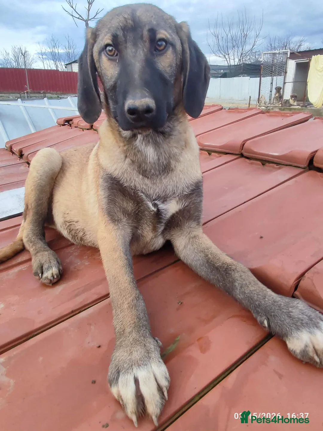 Mixed Breed dogs for adoption: Dexter 5 months Macedonian rescue  - Advert 2