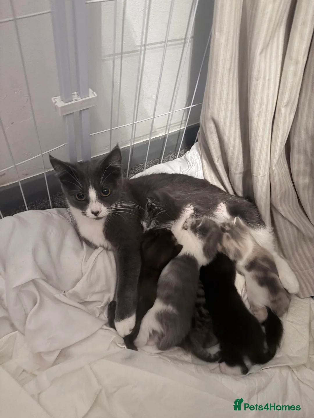 Mixed Breed cats for sale: Tabby and tortoiseshell kittens  in Monmouth - Advert 2