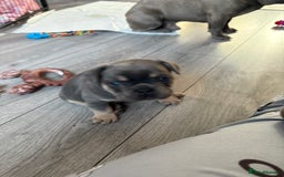 French Bulldog dogs for sale: Frenchie puppy  - Image 16