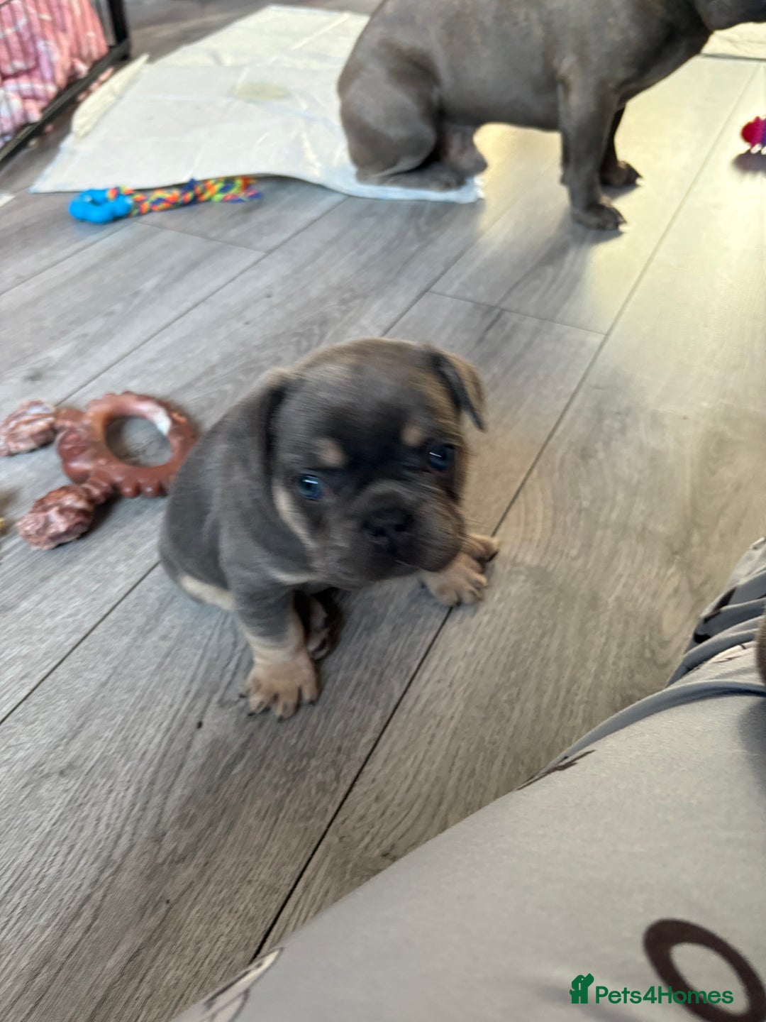 French Bulldog dogs for sale: Frenchie puppy  - Image 16
