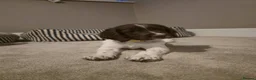 English Springer Spaniel dogs for sale: 1 BOY LEFT READY NOW - KC Springer Spaniel Pups - Advert 11