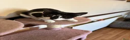 Mixed Breed cats for sale: Beautiful Kittens - Advert 12