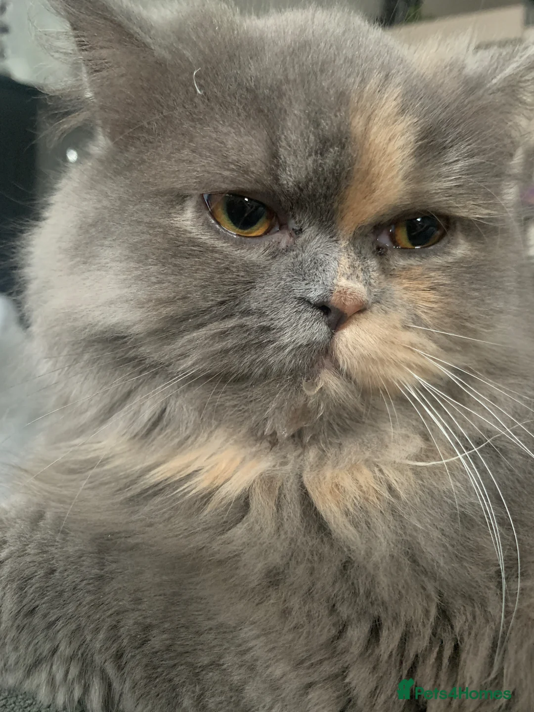 Persian cats for sale: Adult female persian - Advert 2