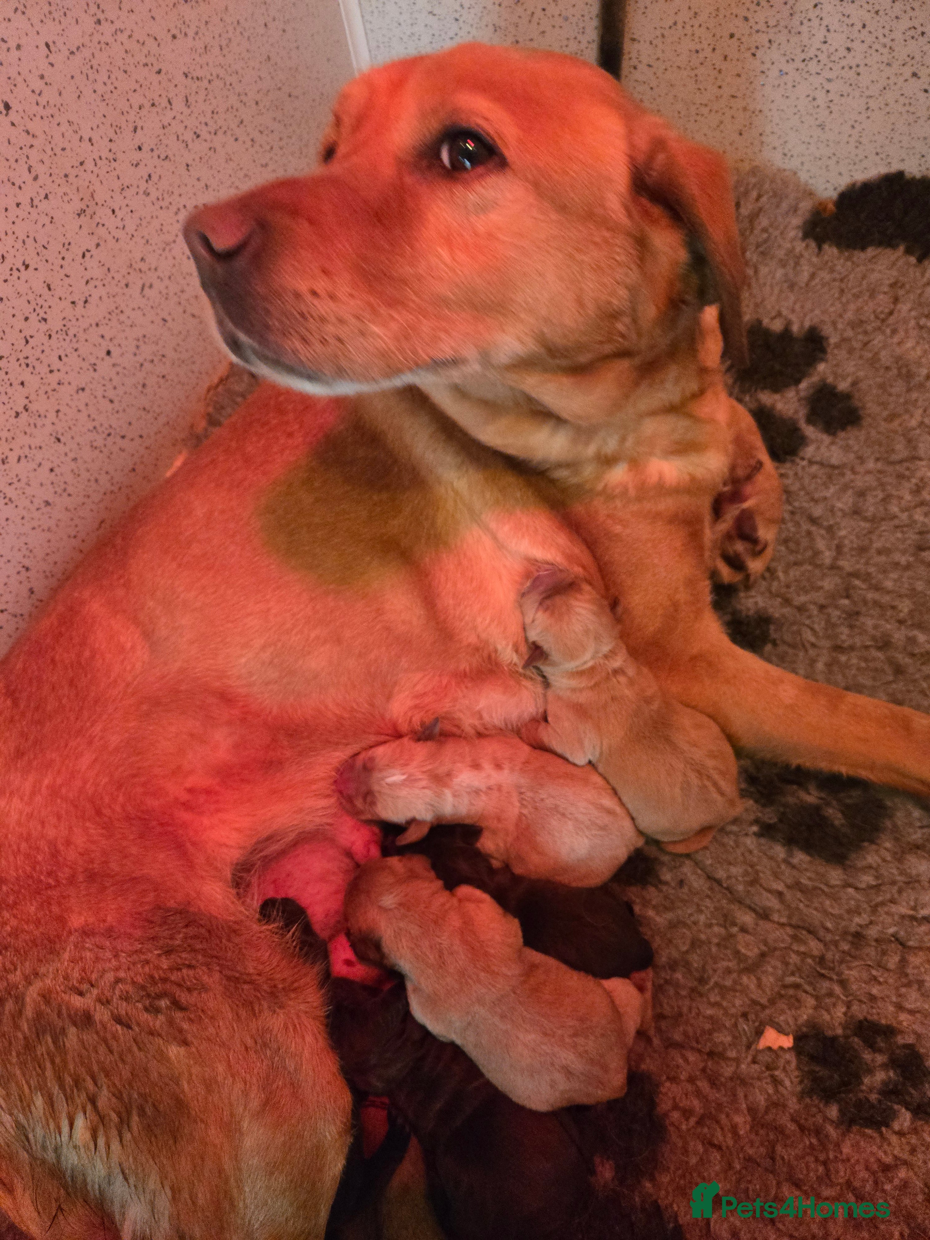 Labrador Retriever dogs New litter kc reg Labrador puppies  - Advert 2