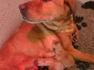 Labrador Retriever dogs New litter kc reg Labrador puppies - Advert 1