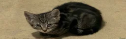 Domestic Shorthair cats for sale: Adorable Tabby Kittens for Sale - UK - Advert 11