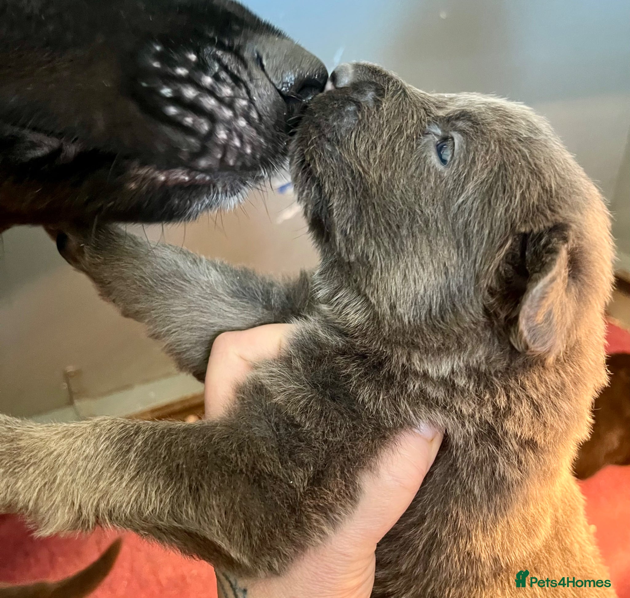 German Shepherd dogs KC Longcoat German Shepherd pups for Sale  - Advert 2