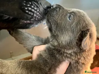 German Shepherd dogs KC Longcoat German Shepherd pups for Sale - Advert 2