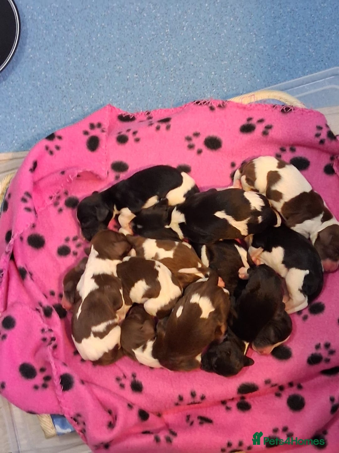 English Springer Spaniel dogs for sale: Health tested KC Registered Springer spaniels - Advert 7