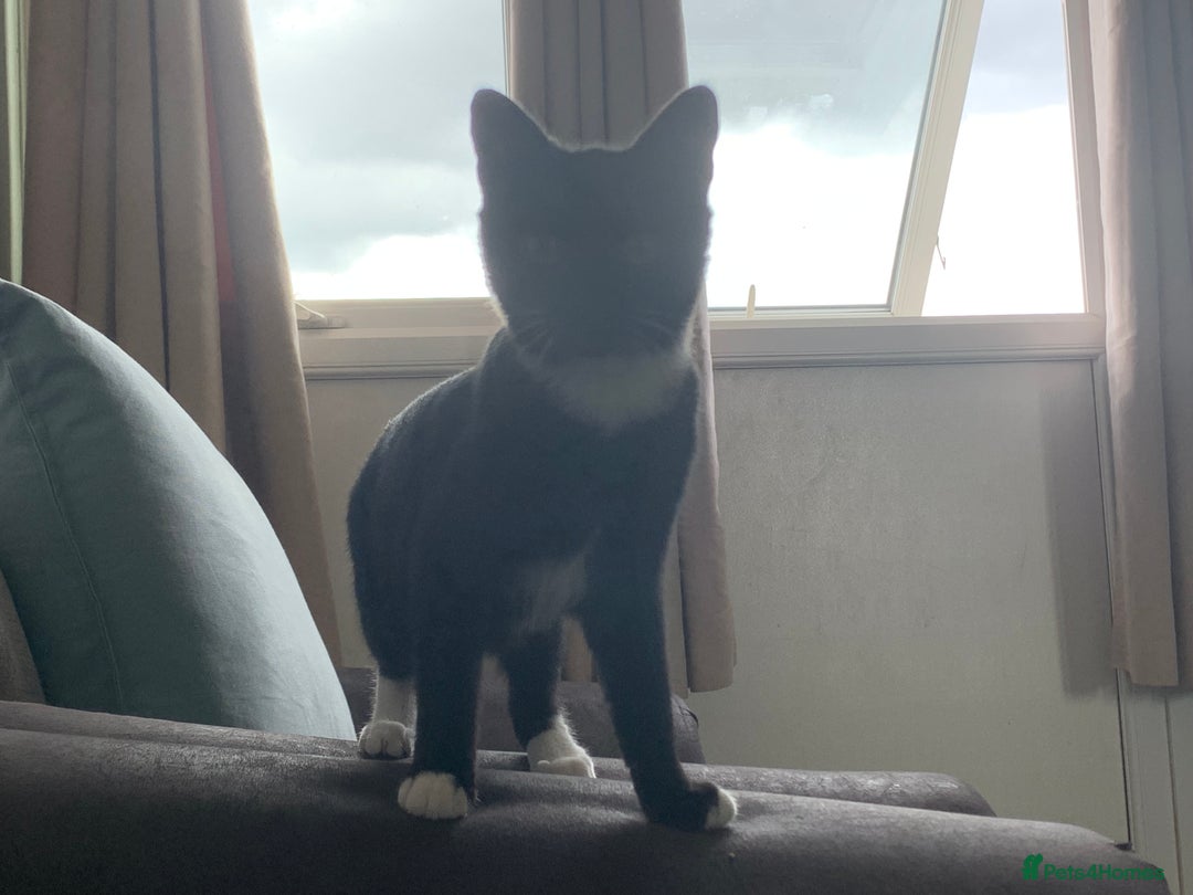 Mixed Breed cats for sale: Socks - Image 8