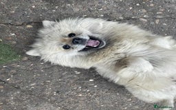Mixed Breed dogs for sale: mixed breed 4 boys and 2 girls - Image 28