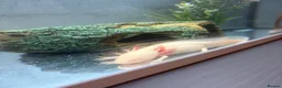 Axolotl reptiles for sale: Axolotl, tank and all accessories  - Advert 1