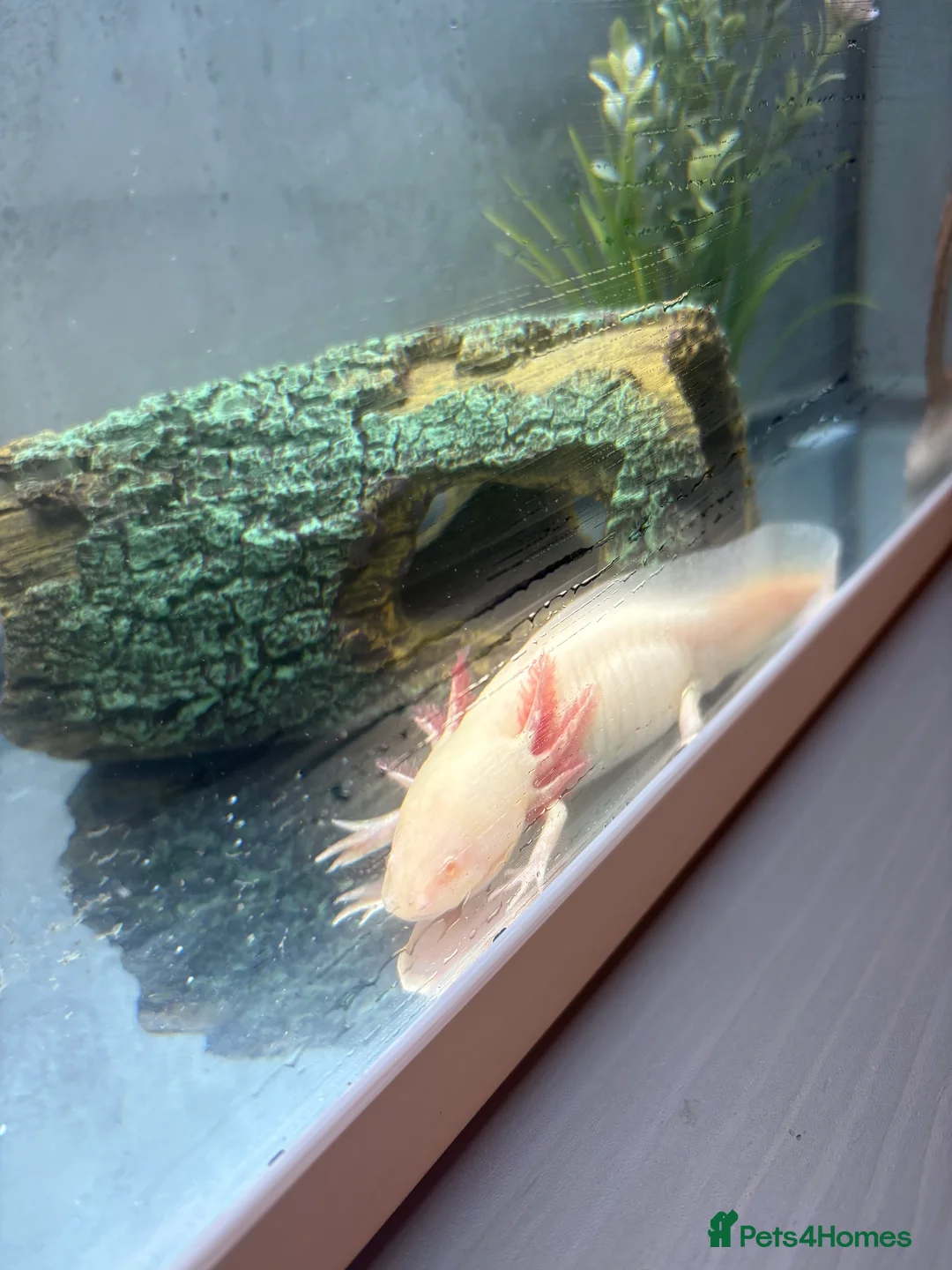Axolotl reptiles for sale: Axolotl, tank and all accessories  - Advert 1