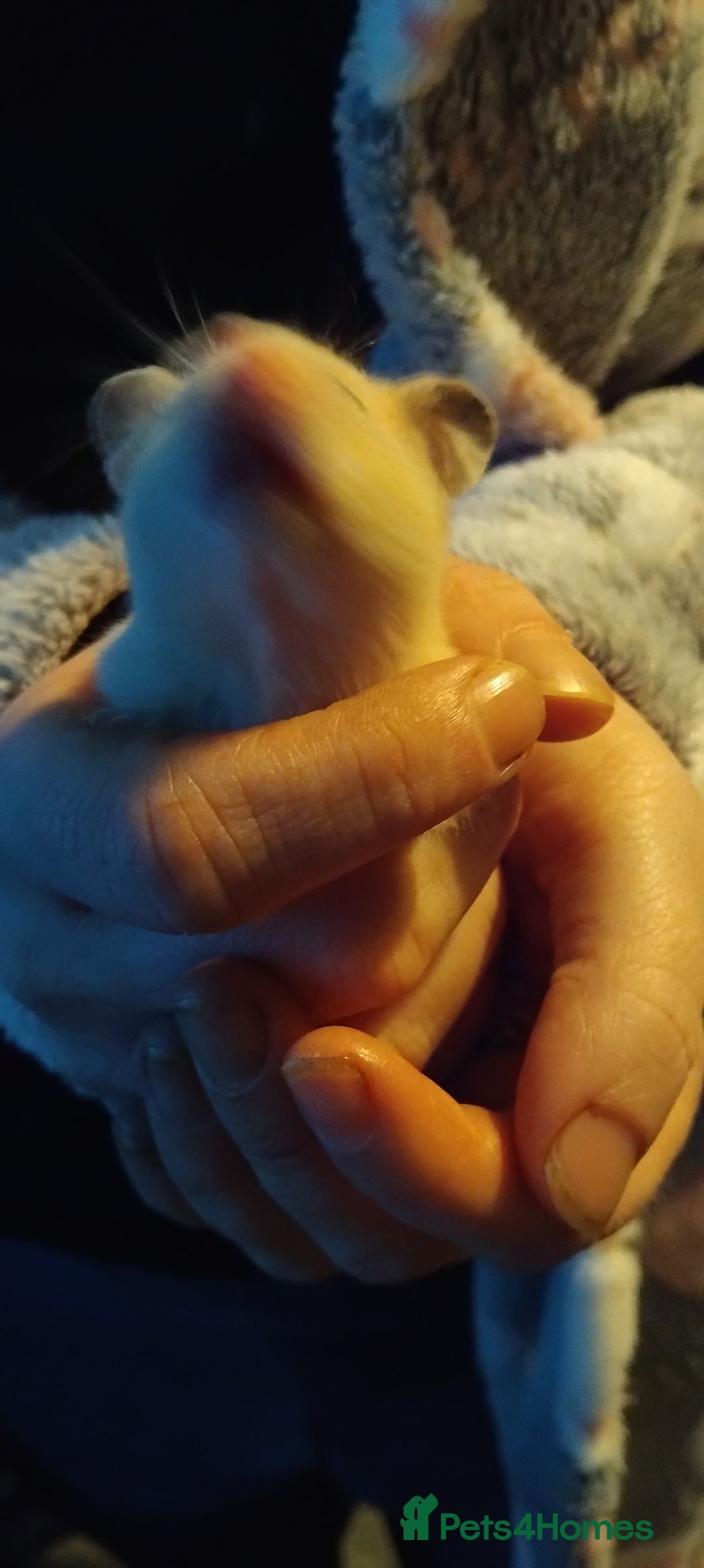 Hamster rodents for sale: Hamsters for Sale - Advert 5