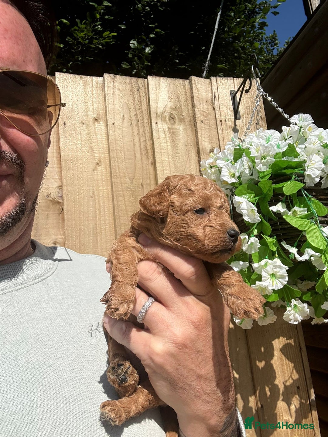 Toy Poodle dogs for sale: 💙🩷Gorgeous KC Toy Poodle Puppies 🩷💙 - Image 5