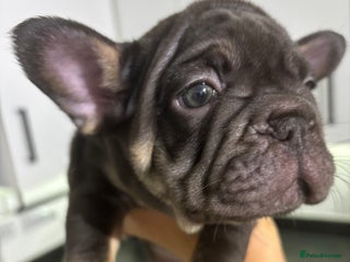 French Bulldog dogs for sale - Advert 1
