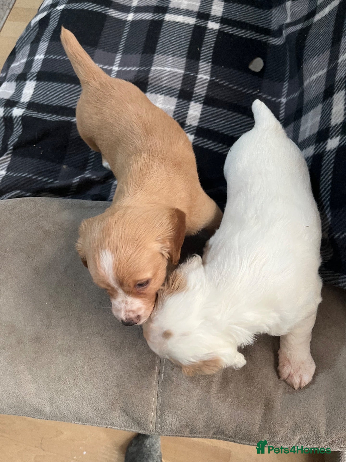 Cocker Spaniel dogs for sale: Working cocker pups  - Advert 15