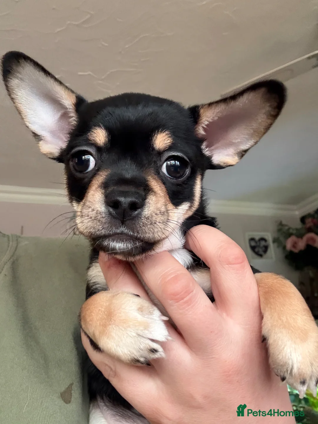 Mixed Breed dogs for sale: Chihuahua x French bulldog puppies - Advert 1