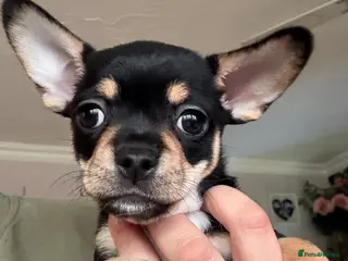 Mixed Breed dogs Chihuahua x French bulldog puppies - Advert 17