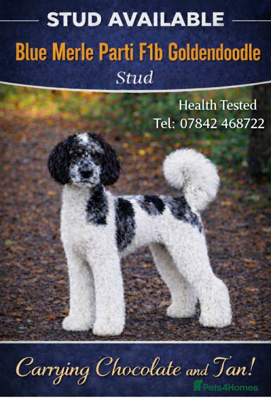 Goldendoodle dogs Stunning Blue Parti Goldendoodle - Advert 5