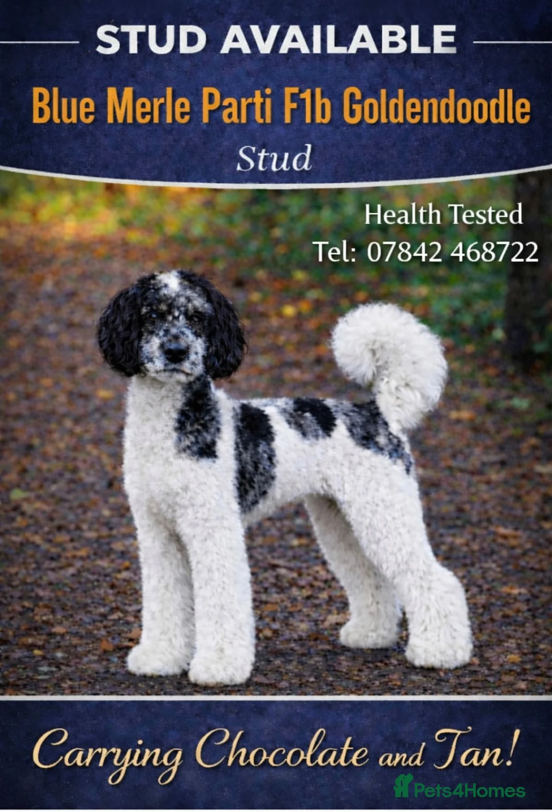 Goldendoodle dogs for stud: Stunning Blue Parti Goldendoodle - Advert 1