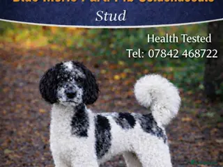 Goldendoodle dogs Stunning Blue Parti Goldendoodle - Advert 5