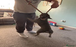 French Bulldog dogs for stud: KC French bulldog stud  - Image 4