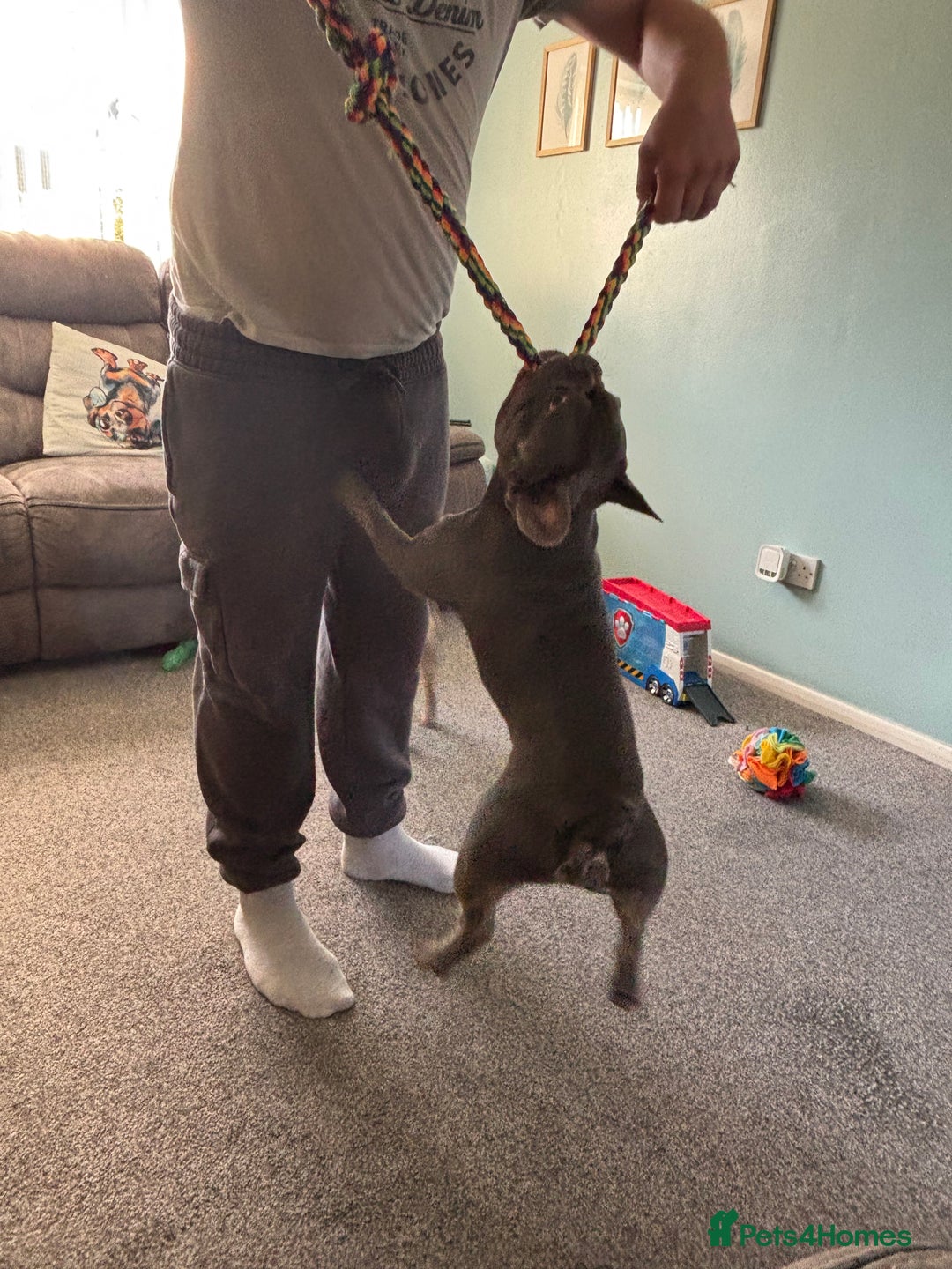 French Bulldog dogs for stud: KC French bulldog stud  - Image 4