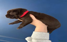 Mixed Breed dogs for sale: Chocolate Shepradors - Image 13