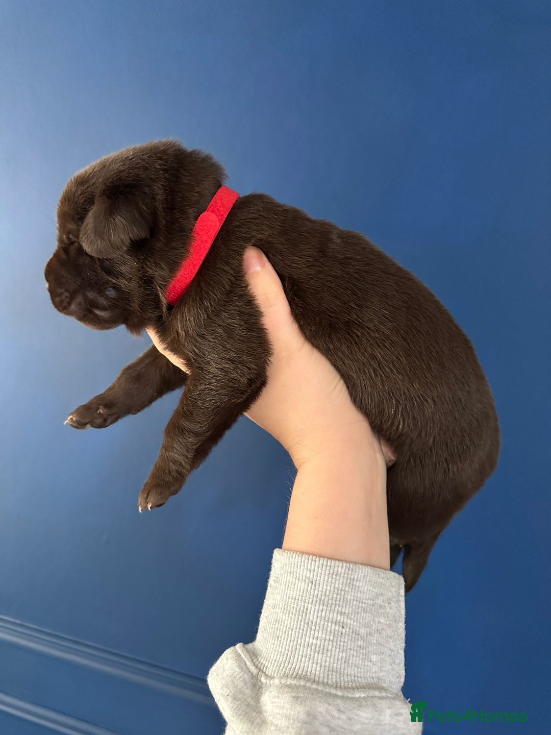 Mixed Breed dogs for sale: Chocolate Shepradors - Image 13
