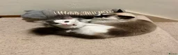 Ragdoll cats for sale: Beautiful Grey & White Ragdoll Kitten  - Advert 2