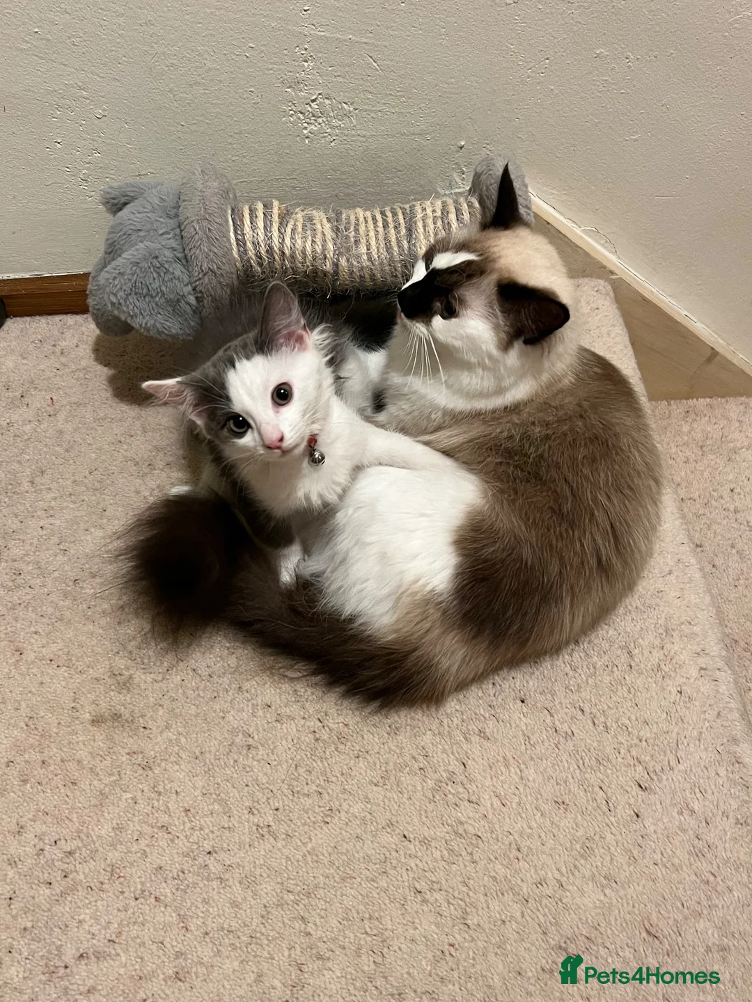 Ragdoll cats for sale: Beautiful Grey & White Ragdoll Kitten  - Advert 2