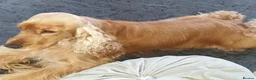 Cocker Spaniel dogs for sale: Show type cocker spaniel puppies - Golden  - Advert 8