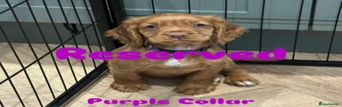 Purple Collar