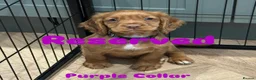 Cocker Spaniel dogs for sale: KC REGISTERED COCKER SPANIEL PUPPIES - Advert 2