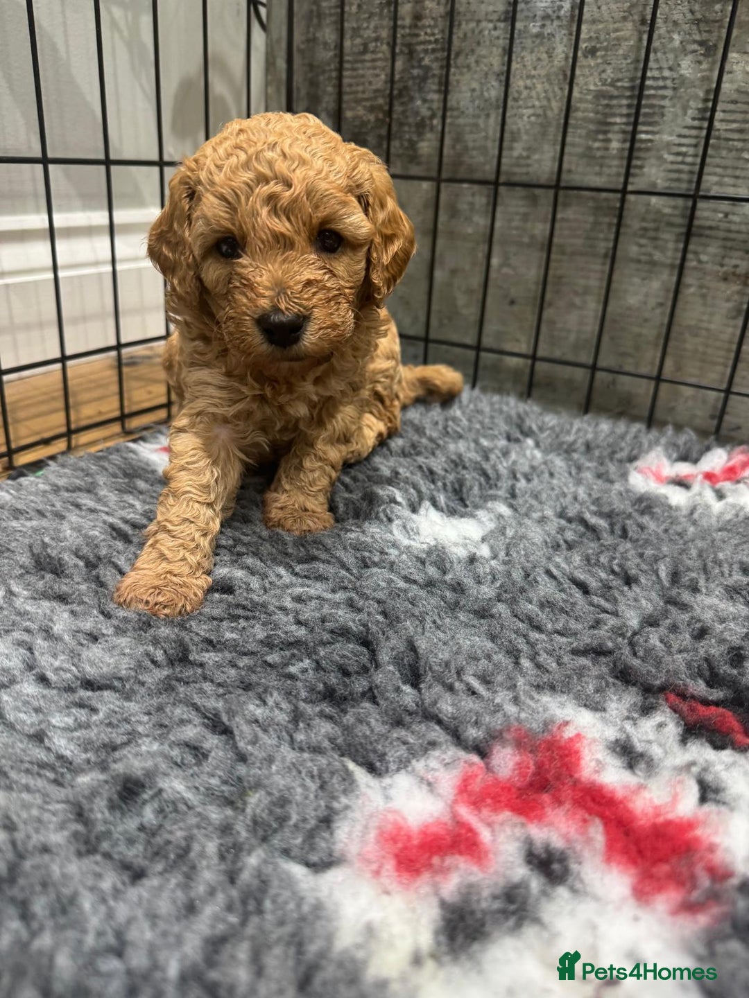Cavapoo dogs for sale: Two Gorgeous light red Cavapoo Boys  - Advert 1