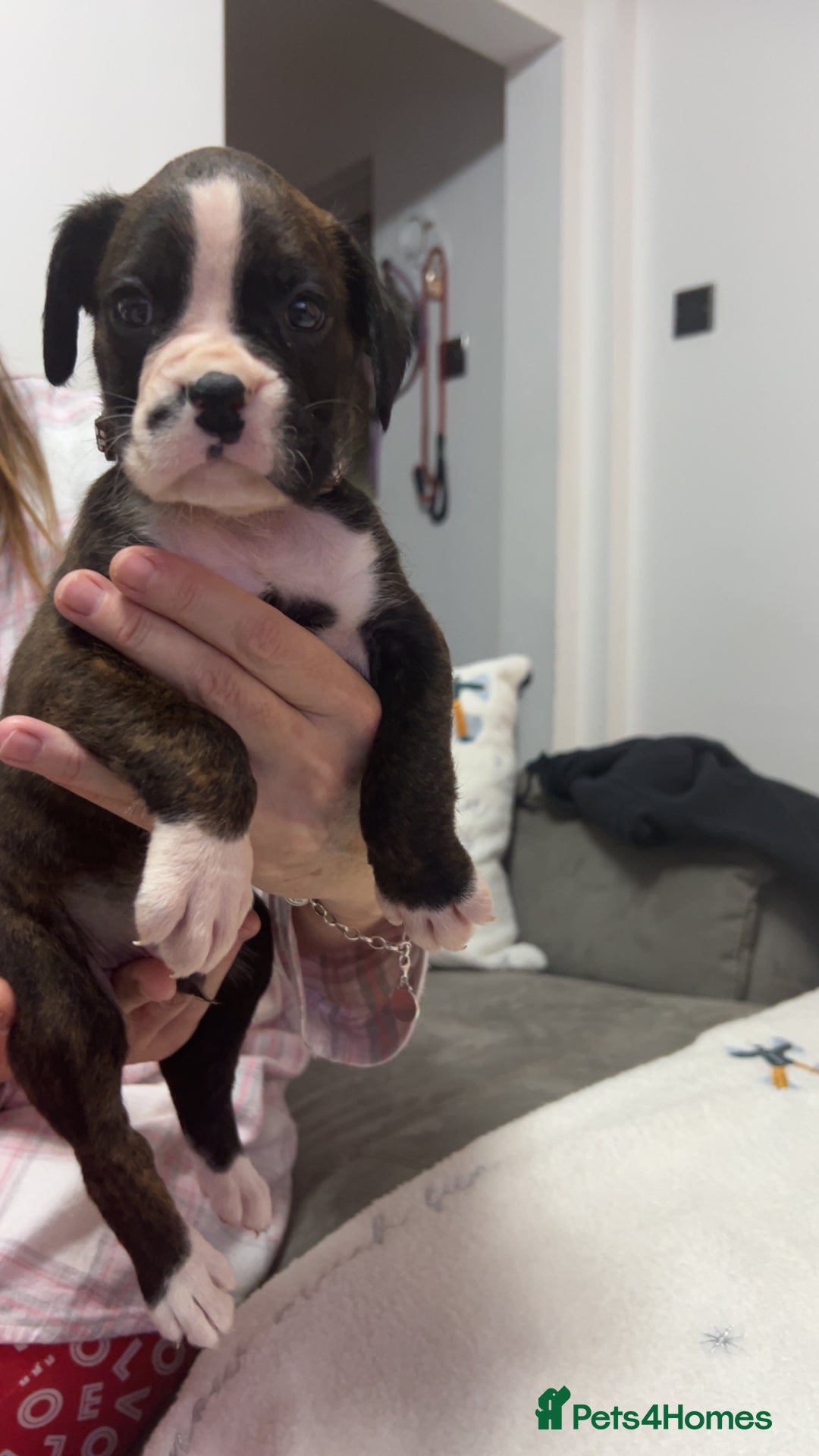 Boxer dogs for sale: Kc registered boxer puppies  - Advert 18