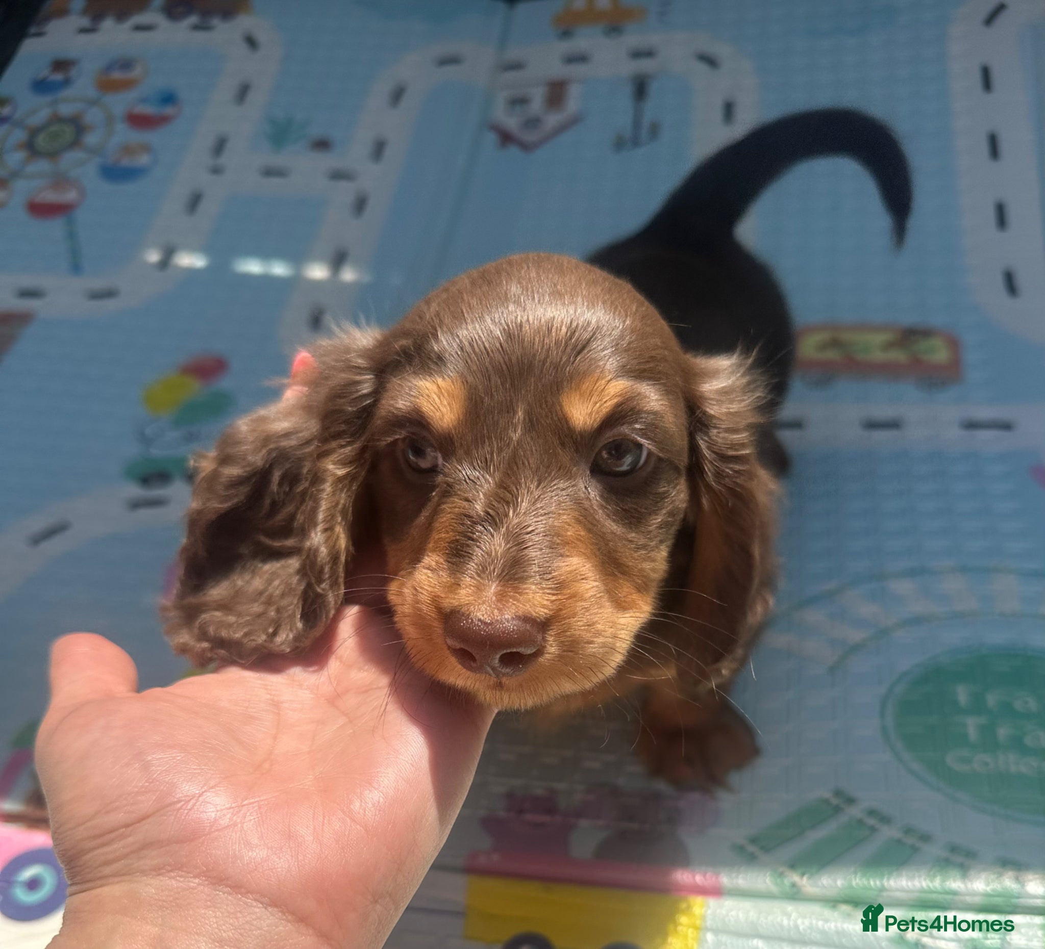 Miniature Dachshund dogs Last beautiful long haired miniature daxi boy  - Advert 2