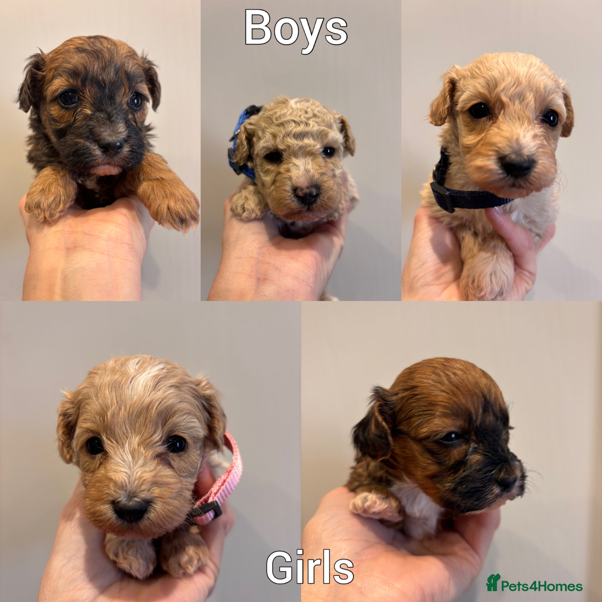 Maltipoo dogs Stunning F1 Fully Health Tested Maltipoo Babies - Advert 1