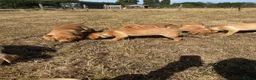 Labrador Retriever dogs for sale: Farm Reared Fox Red & Cream Labradors - Advert 7